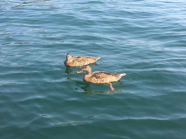 ducks